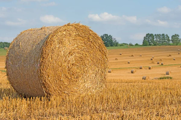 Strohballen Auf Einem Abgeernteten Feld Stockbild