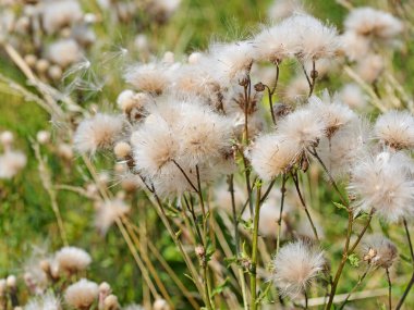 Solgun çizik devedikeni, sirsiyum yükselmesi, tohum oluşumu