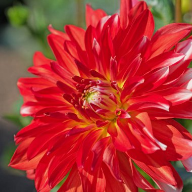 Çiçek açan kırmızı yıldız çiçeği