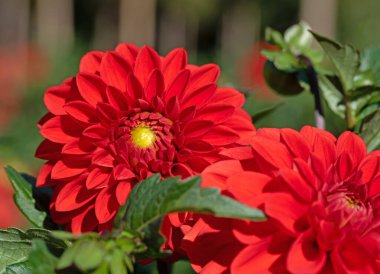 Çiçek açan kırmızı yıldız çiçekleri