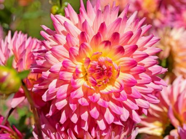 Çiçek açan pembe yıldız çiçekleri.