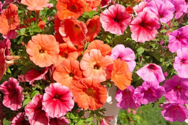 Farklı renklerde çiçek açan petunyalar