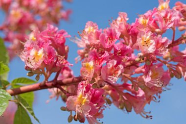 Kırmızı çiçekli at kestanesi, Aesculus rubicunda, yakın plan.