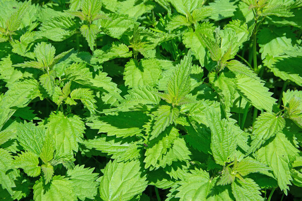 Large nettle, Urtica dioica, in a close-up