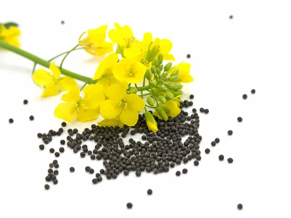 Rapeseed Flowers Ripe Seeds Isolated White Background — Stock Photo, Image