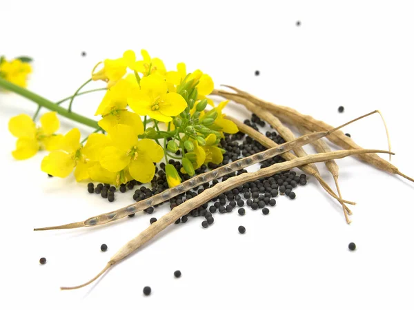 Rapeseed Flowers Ripe Seeds Isolated White Background — Stock Photo, Image