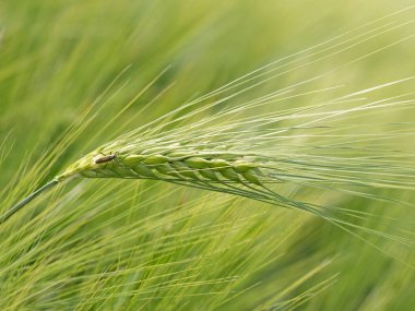 Genç arpa, Hordeum vulgare, baharda.