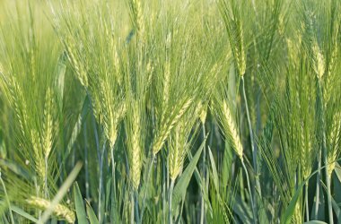 Genç arpa, Hordeum vulgare, baharda.