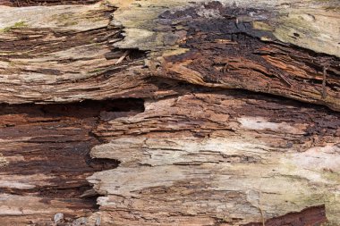 Ormanda ölü bir orman, yakın plan.