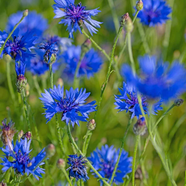 Blooming Cornflowers Cyanus Segetum Close — Stock Photo, Image