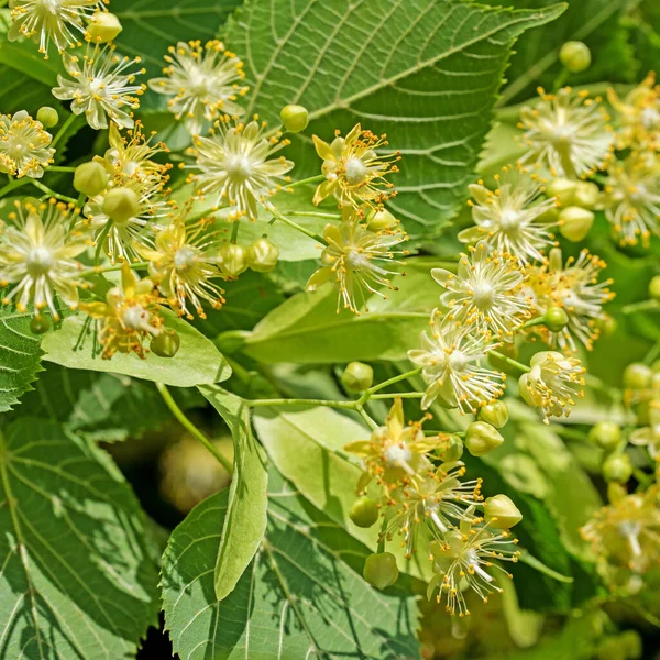 Fiori Tiglio Primo Piano — Foto Stock