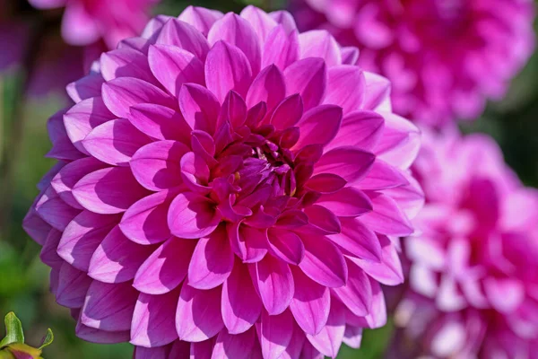 Dahlias Violettes Fleurs Gros Plan — Photo