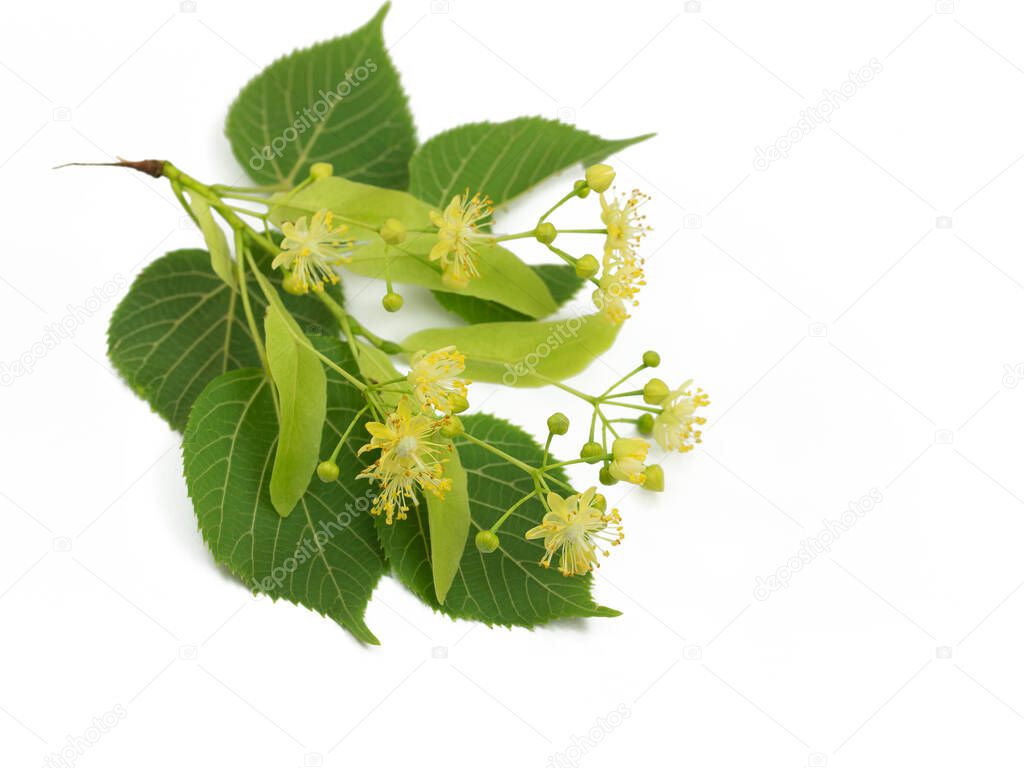 Linden flowers and leaves isolated against white background