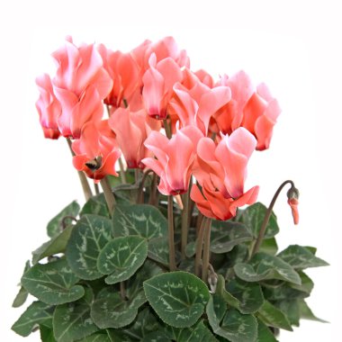 Beyaz arkaplana karşı çiçek açan siklamen