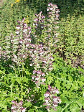 Yazın çiçek açan akanthus