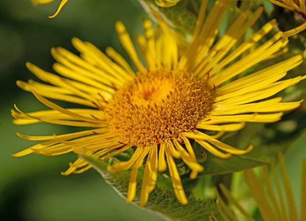 Flowering Alant Inula Helenium Summer — Stock Photo, Image