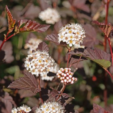 Çiçekli Blasenspiere, Physocarpus opulifolius, baharda
