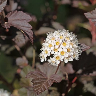 Çiçekli Blasenspiere, Physocarpus opulifolius, baharda