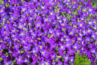 Baharda açan mavi Aubrieta