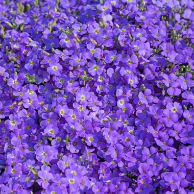 Blooming blue aubrieta in the spring clipart