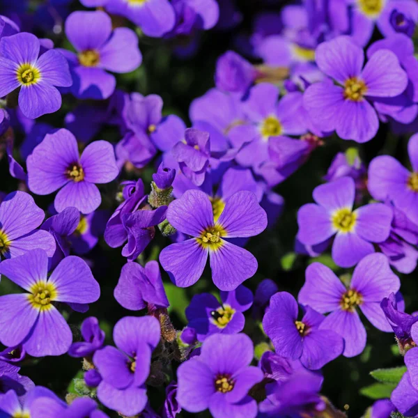 Blühende Blaue Aubrieta Frühling — Stockfoto