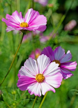 Çiçekli kozmetik, Cosmos bipinnatus, bahçede.