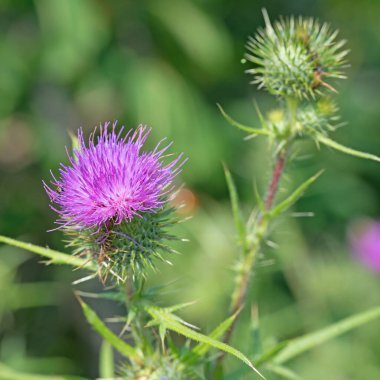 Çiçekli çizik devedikeni, sirsiyum yükselişi