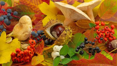Renkli yapraklar, mantarlar ve meyvelerden yapılmış sonbahar süslemeleri.