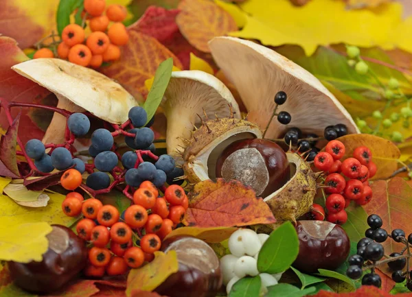 Autumn Decoration Made Colorful Leaves Mushrooms Fruits — Stock Photo, Image