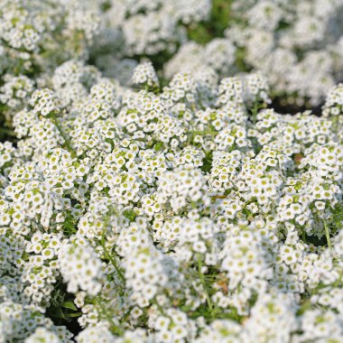 Çiçekli Duftsteinrich, Lobularia maritima, yakın planda.