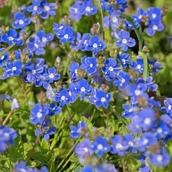 Blühende Veronika Frühling Auf Der Wiese — Stockfoto