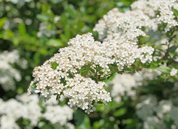 Flowering fire thorn, pyracantha, in spring