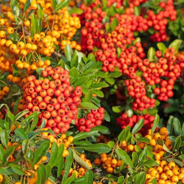 Frutos Del Espino Fuego Pyracantha —  Fotos de Stock