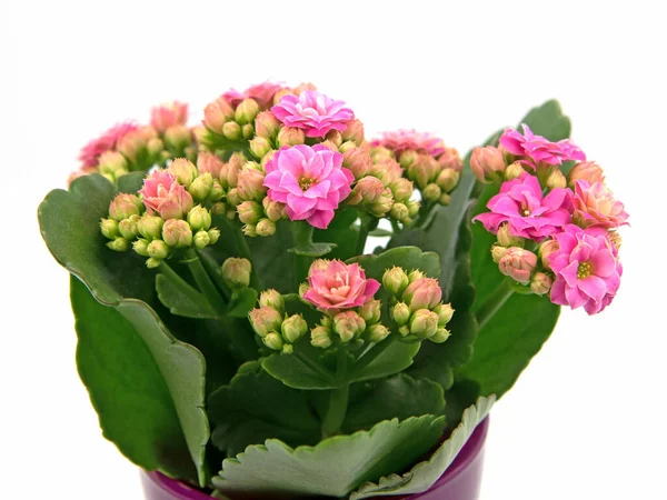 Flaming Kaethchen Kalanchoe Blossfeldiana Delante Fondo Blanco — Foto de Stock