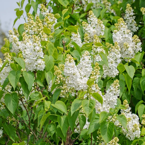 Weiß Blühender Flieder Syringa Frühling — Stockfoto