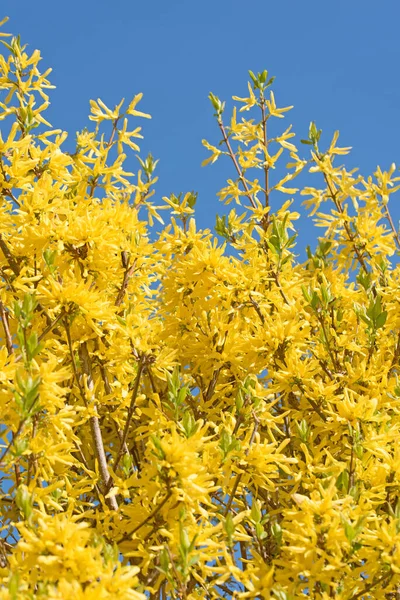 Gele Bloeiende Forsythia Het Voorjaar — Stockfoto