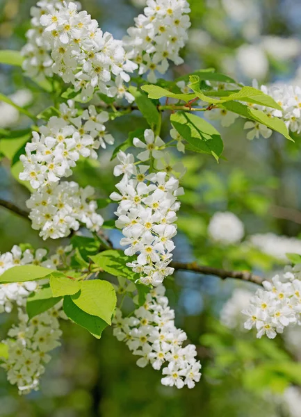 Cerise Raisin Fleurs Prunus Padus Printemps — Photo