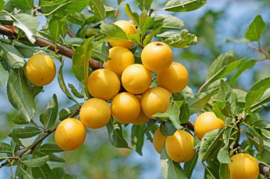 Ağaçtaki sarı mirabelle erikleri