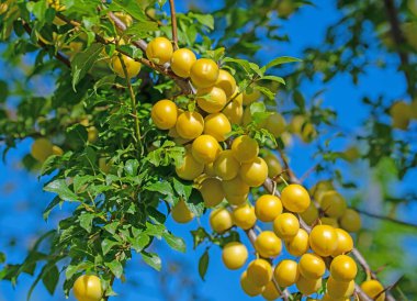 Yellow mirabelle plums on the tree clipart
