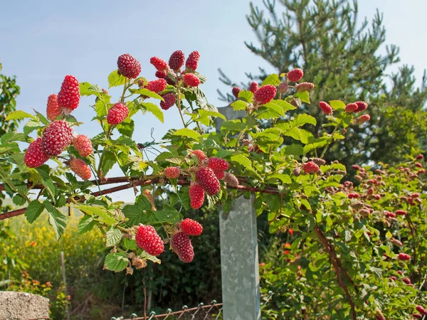 Tayberries on shrub in the garden