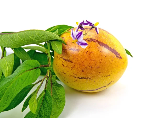 Zralý Pepino Solanum Muricatum Bílém Pozadí — Stock fotografie