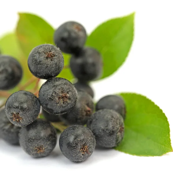 Bayas Maduras Aronia Aronia Melanocarpa Fondo Blanco — Foto de Stock