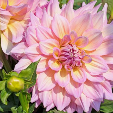 Violet Dahlia yakın planda çiçek açtı.