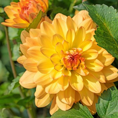 Bahçede çiçek açan yıldız çiçekleri