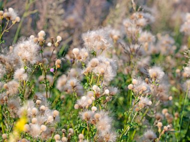 Solgun çizik devedikeni, sirsiyum yükselmesi, tohum oluşumu