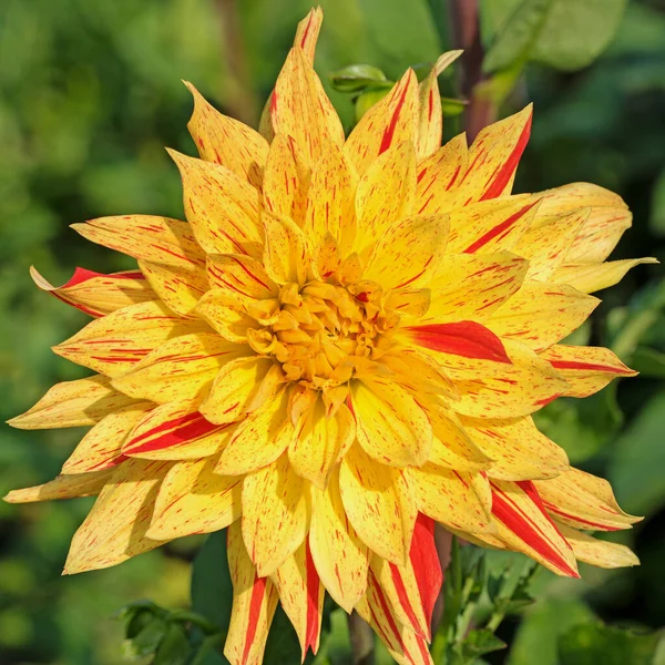 Floração Dahlia Amarelo Close — Fotografia de Stock