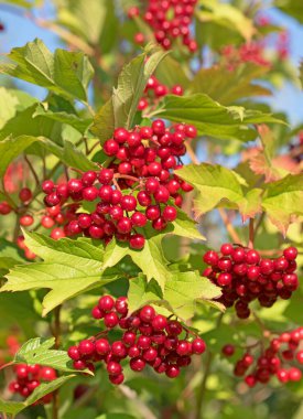 Sonbaharda Viburnum Opulus 'un meyveleri