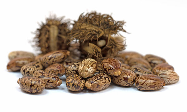 Seeds of the castor tree, ricinus communis,