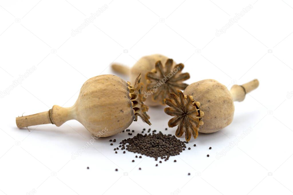 Dried poppy capsules in front of white background