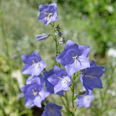 Çiçekli çan çiçekleri, campanula, yakın planda.